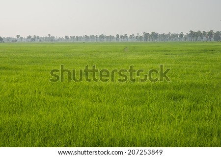 Rice field in rural and fresh air in the morning.