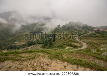 Fog in the valley and the rice harvested in Sapa, Vietnam.