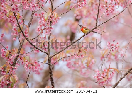 Birds and cherry colors of nature