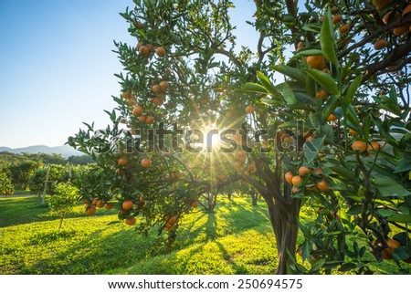 Productivity in  orange orchards in northern Thailand