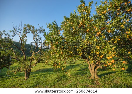 Productivity in  orange orchards in northern Thailand