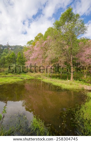 Cherry blossom water reflection in the valley ,Chiang Mai, Thailand