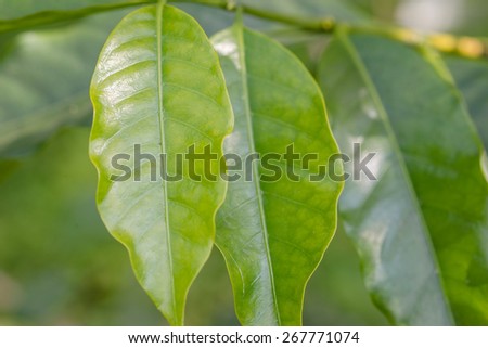 Coffee leaf in the garden
