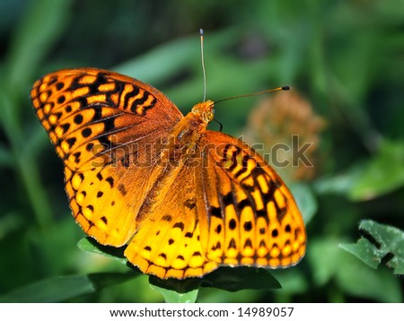 An orange and black butterfly with a vivid pattern on green leaves and vegetation.