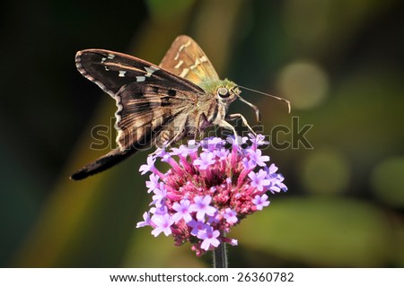A longtailed skipper butterfly urbanus proteus insect sits on top of small pink flowers feeding in nature with its wings spread