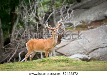 White Tailed Deer Animal Wildlife in Western North Carolina Mountains