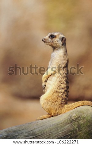 Curious meerkat standing for a better view