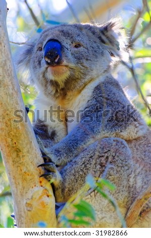 Wild koala bear on a tree