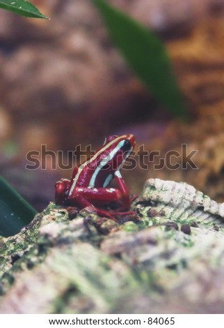 poisonous red striped frog