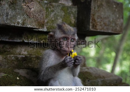 monkey eating banana in Ubud\'s monkey forest sanctuary - Bali