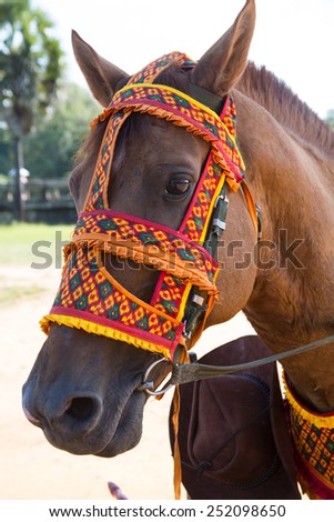 Horse Portrait, Horse with vivid colorful cultural pattern mask on its head.