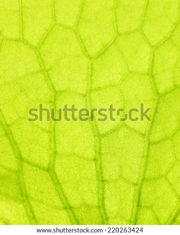 Lotus leaf macro pattern of green