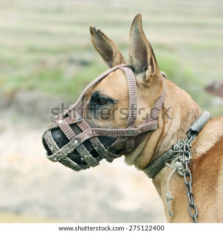 Portrait of a pit Bull Dog wearing a muzzle