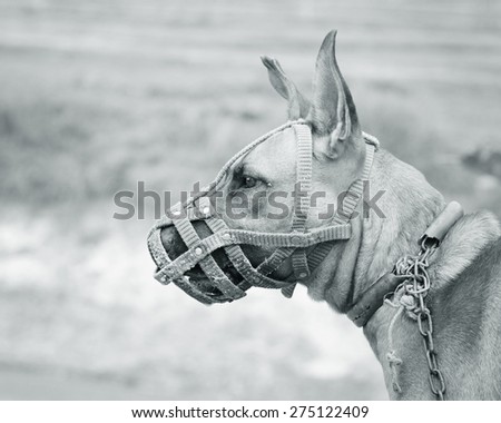Portrait of a pit Bull Dog wearing a muzzle. monochrome
