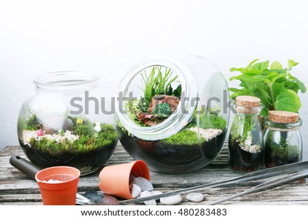 Small garden of terrarium bottle,Bottle terrarium with Miniature succulent plants.