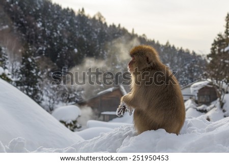 Snow monkey at the jigokudani monkey park in Japan