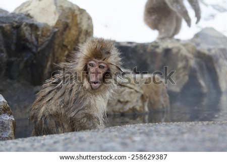 Little snow monkey at the jigokudani monkey park
