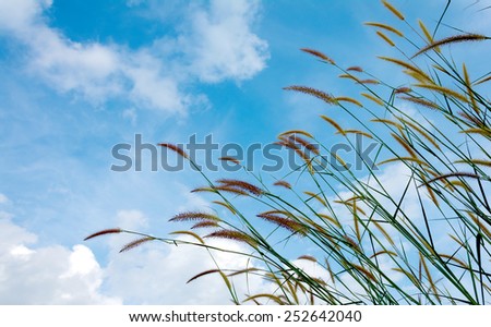 Grass sky background