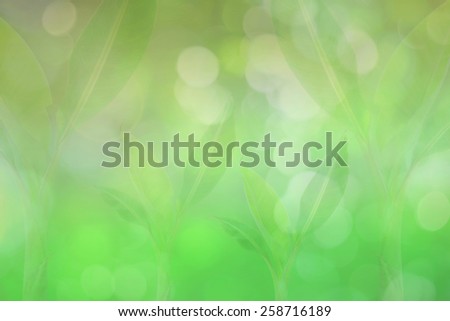 Blur Leaf banana bokeh background