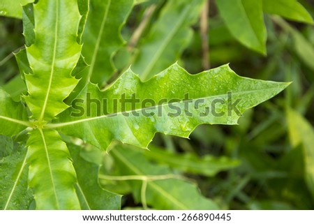 Sea holly leaves (Acanthus ebracteatus)
