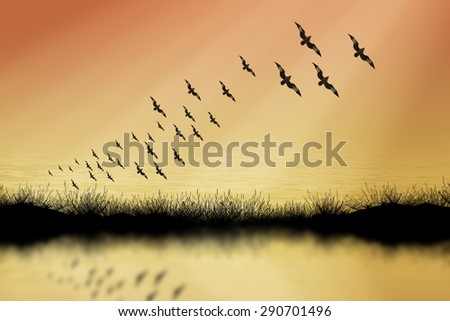 Grass and bird silhouettes background sunset.