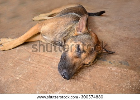 Dogs sleep on the cement floor