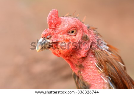 Chicken swollen face