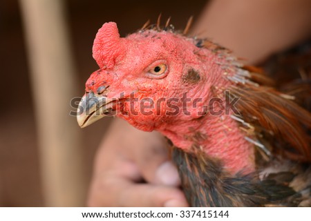 Chicken swollen face
