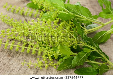 Part of Holy basil pile on wooden floor