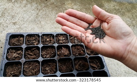 Female hand seeding for planting ,Nursery Tray Vegetable Garden