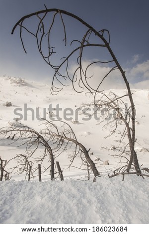 Burnt trees, tilted from the wind, on the slope of mount Parnitha, Attica, Greece, during winter time.