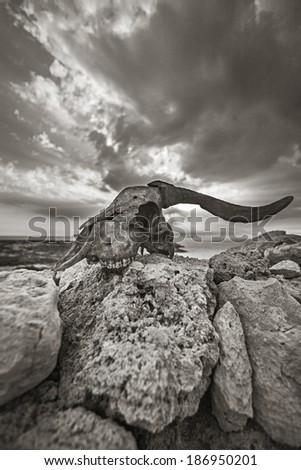 A goat skull laying on some rocks, near the sea, with a cloudy sky in the background, during sunset, located on the island of Karpathos, Greece.