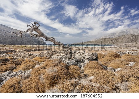A dry field with bushes, near the sea, and a stump laying in it, located in Karpathos island, Greece.