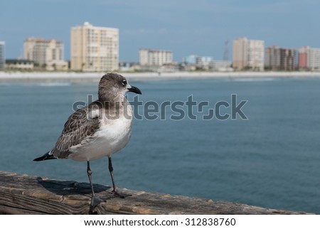 JACKSONVILLE BEACH, FL-AUGUST 27, 2015: A seagull looks over Jacksonville Beach from the pier. The population of Jacksonville Beach was 20,362 at the 2010 census.