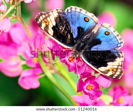 Blue Pansy Butterfly