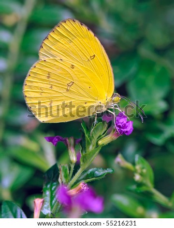 Common Grass Yellow Butterfly On A Purple Flower - Eure