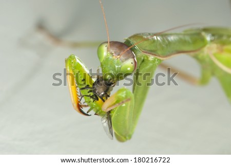 Female green american Mantis or Praying Mantis, Mantis religiosa rating