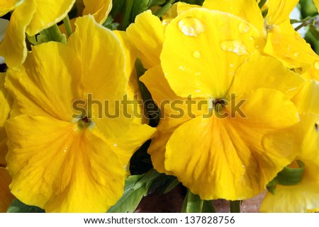 The beautiful violet yellow pansy flowers