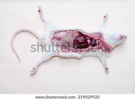 Laboratory in experiment animal (mice) for test pharmacy to other organ before use pharmacy in human.