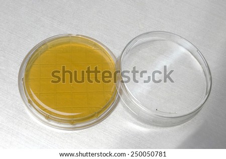 Clear yellow agar dish with square grid on stainless floor. It\'s use for detection of bacteria in clean room.