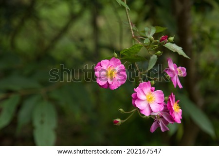 Beautiful of pink fairy Rose with green background.