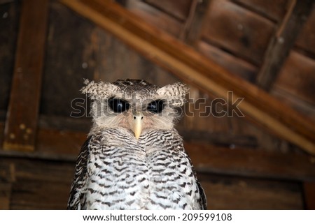 Closeup photo of cute owl.