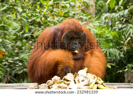 Orangutan name Tom eating food in Jungle of Borneo Indonesia.