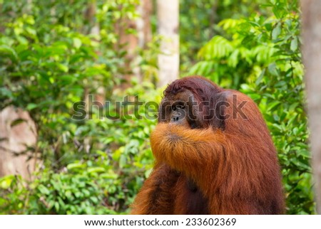 Wild male leader Orangutan name Tom in the forest of Borneo Indonesia.