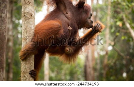 Orangutan family in the forest.