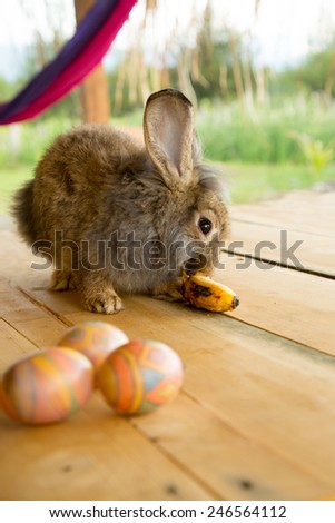 Cute bunny laying down the wooden floor with easter eggs.