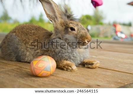 Cute bunny laying down the wooden floor with easter eggs.