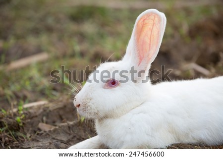 Closeup photo of white bunny.