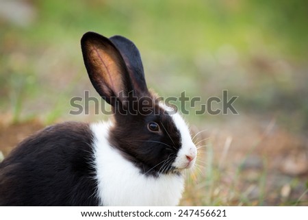 Closeup photo of black and white bunny.