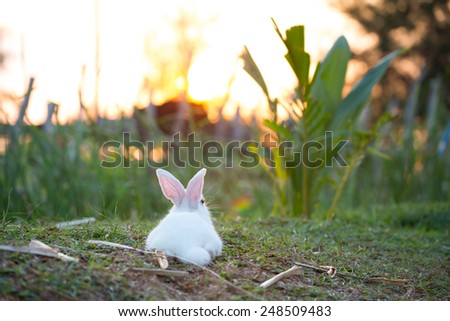 Cute white bunny enjoying watching sunset.